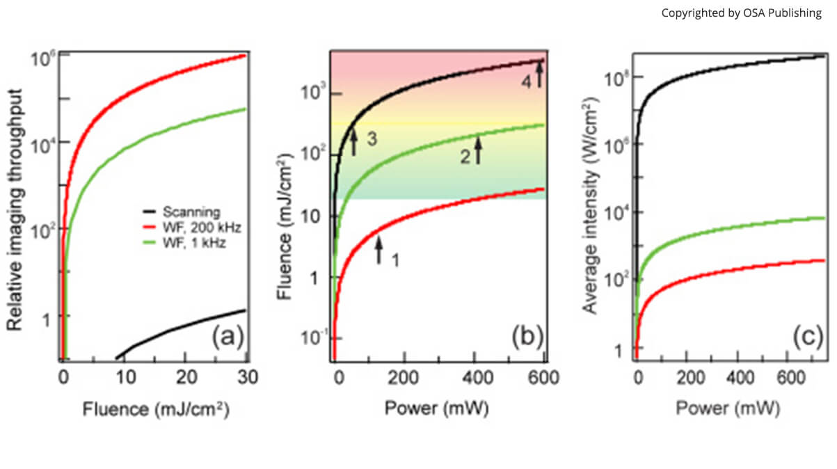 High throughput second harmonic imaging for label-free biological applications