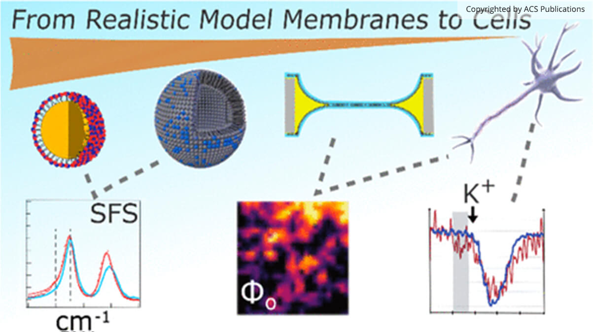 Chemistry of Lipid Membranes from Models to Living Systems